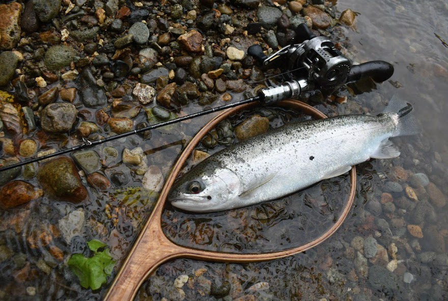 【北海道渓流】RUNTMANでスチールヘッドの釣果報告